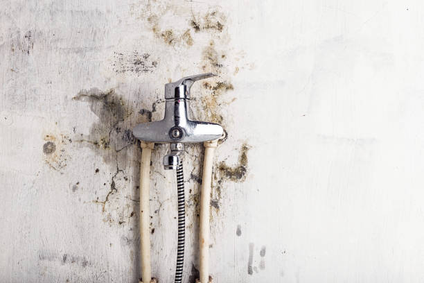 Best Home Mold Removal  in Montura, FL