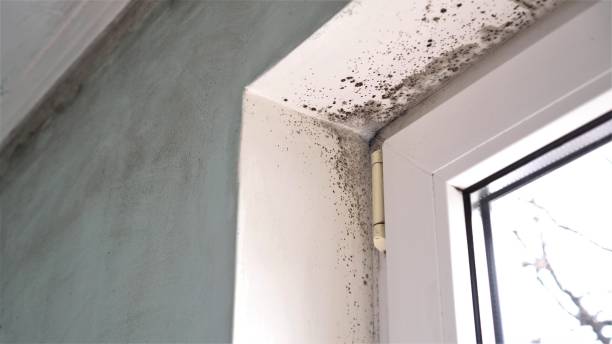 Best Crawl Space Mold Removal  in Montura, FL