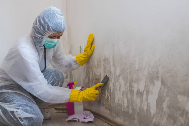 Best Emergency Mold Removal  in Montura, FL