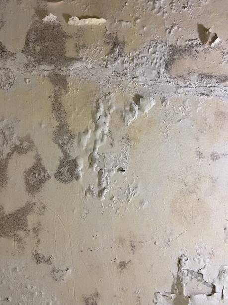 Best Mold Inspection  in Montura, FL
