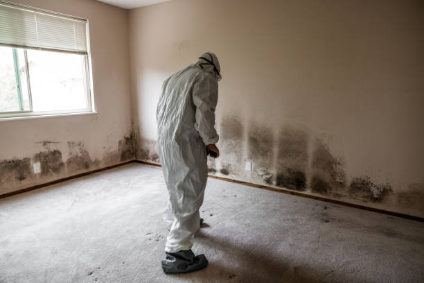 Best Attic Mold Removal  in Montura, FL