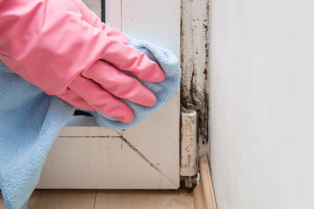 Best Local Mold Removal Service  in Montura, FL