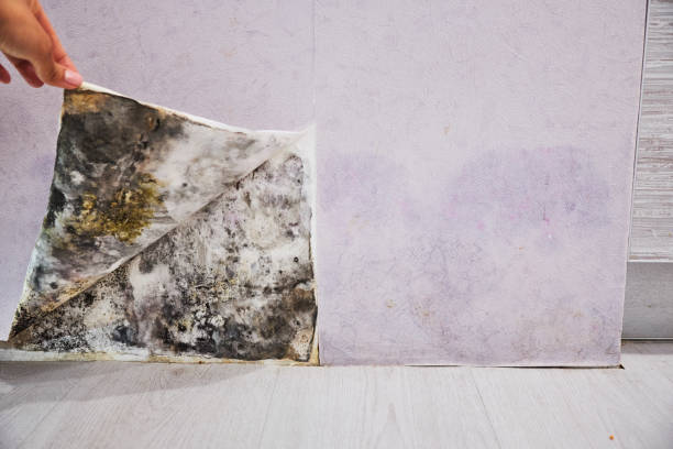 Best Office Mold Removal Services  in Montura, FL